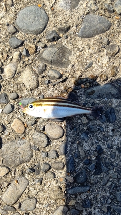 シマイサキの釣果