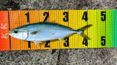 ツバスの釣果