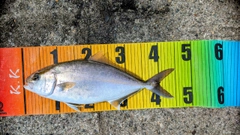 シオの釣果