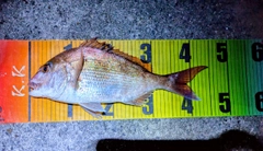 マダイの釣果