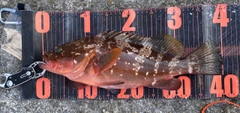 アコウの釣果