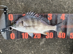 キビレの釣果