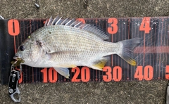 キビレの釣果