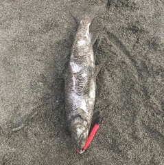 アメマスの釣果