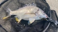 キビレの釣果