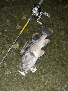 クロソイの釣果