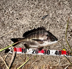 チヌの釣果