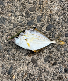 ヒイラギの釣果