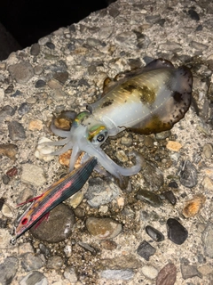 アオリイカの釣果