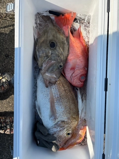 チカメキントキの釣果