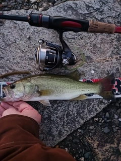 ラージマウスバスの釣果