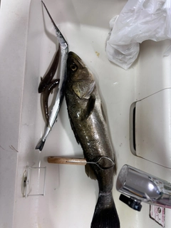 ダツの釣果