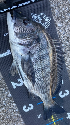 チヌの釣果