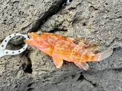 キジハタの釣果