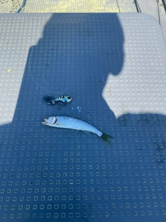 ハスの釣果
