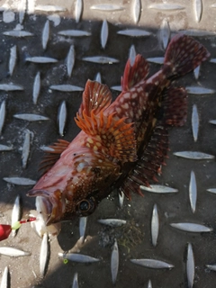 カサゴの釣果