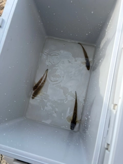 ハゼの釣果