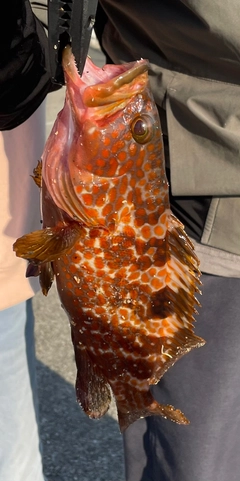 アコウの釣果