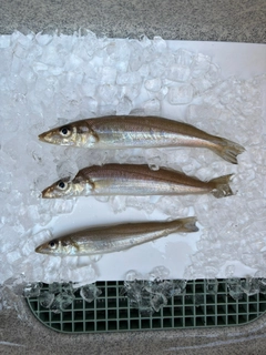 キスの釣果