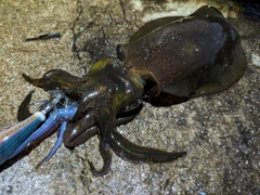 アオリイカの釣果