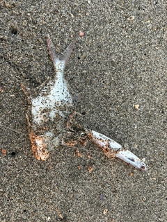 セイゴ（ヒラスズキ）の釣果