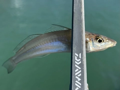 シロギスの釣果