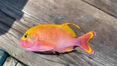 バラハナダイの釣果