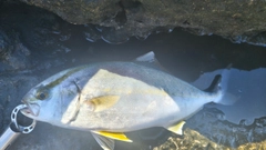 ショゴの釣果