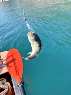 シロサバフグの釣果