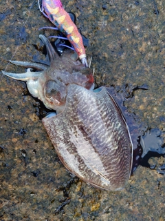 コウイカの釣果