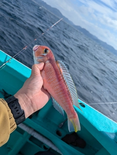 アカアマダイの釣果