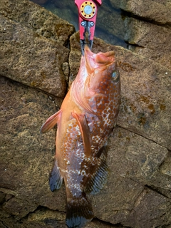 キジハタの釣果