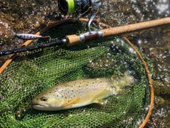 ブラウントラウトの釣果
