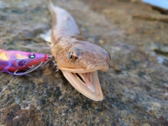 エソの釣果