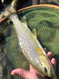 ブラウントラウトの釣果