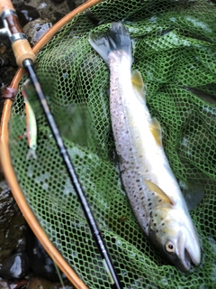 ブラウントラウトの釣果