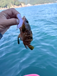 アコウの釣果