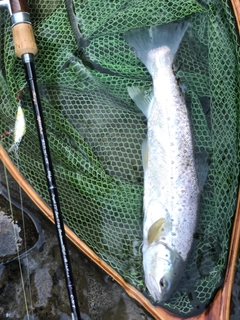 ブラウントラウトの釣果