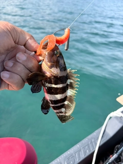 アオハタの釣果