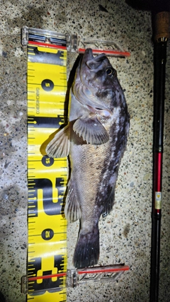 クロソイの釣果