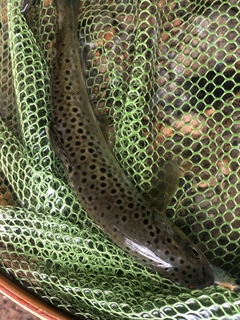 ブラウントラウトの釣果