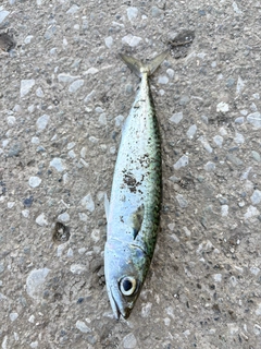 サバの釣果