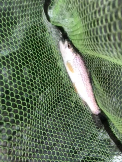 ニジマスの釣果