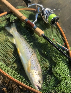 ブラウントラウトの釣果