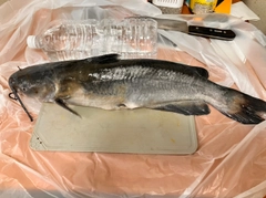 アメリカナマズの釣果