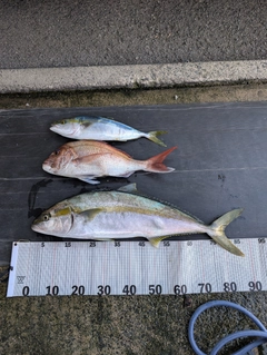 ヒラマサの釣果