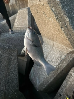 グレの釣果