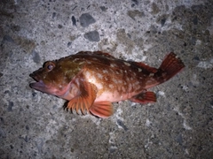 カサゴの釣果