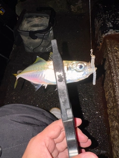 マアジの釣果