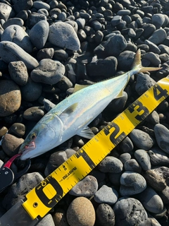 イナダの釣果